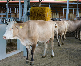 pavimentazione per stalle mucche bovini vacche