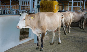 pavimentazione stalle mucche animali